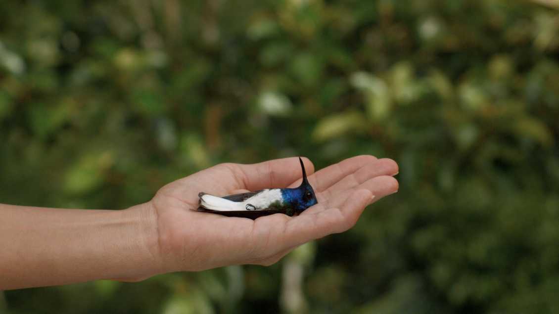 A close-up of a person's hand gently holding a small, colorful hummingbird with blue and white feathers, set against a blurred green background. The bird appears calm and still, showcasing its delicate and vibrant plumage.